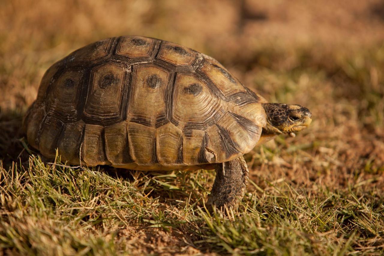 Tortoise Trail Lodge Лангебан Экстерьер фото