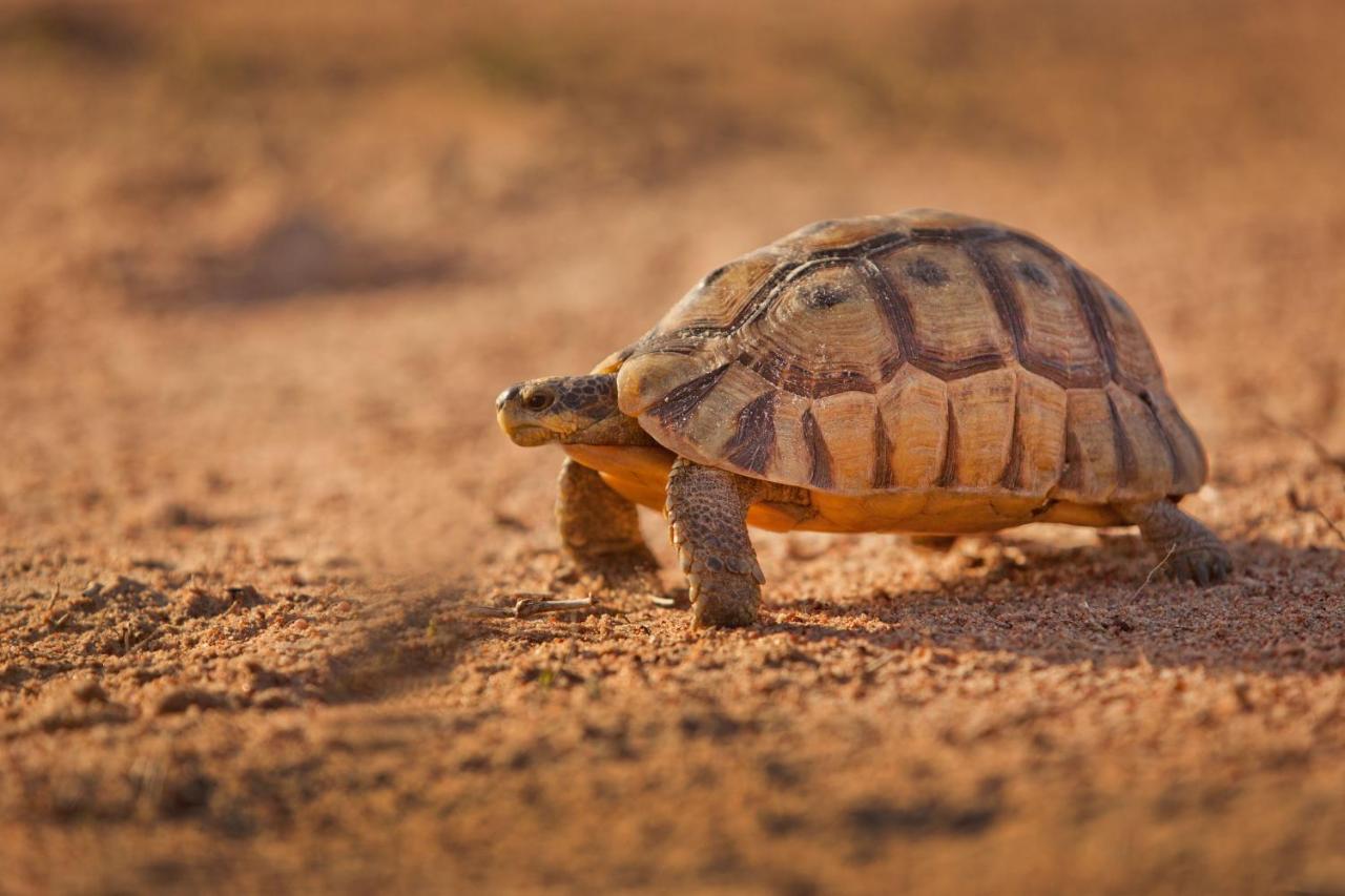 Tortoise Trail Lodge Лангебан Экстерьер фото