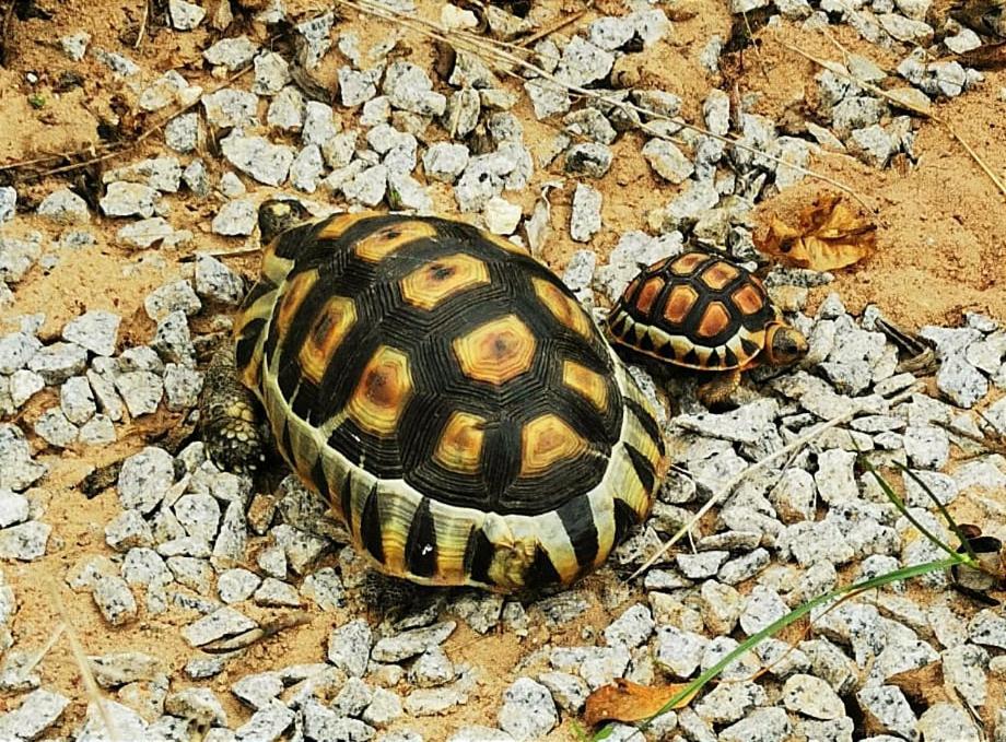 Tortoise Trail Lodge Лангебан Экстерьер фото